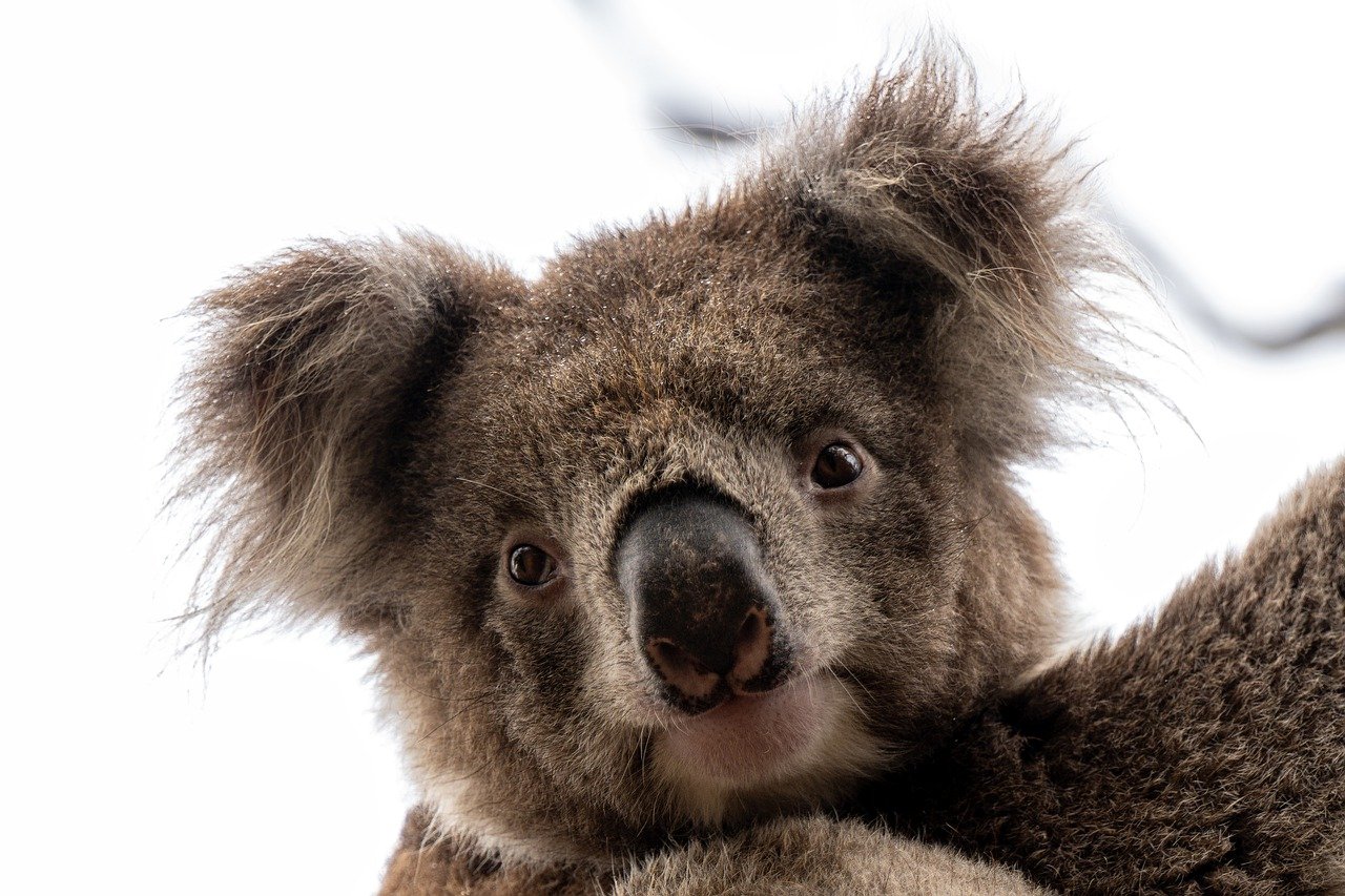 koala, koala bear, kangaroo island-7830706.jpg